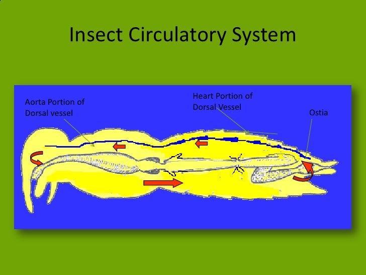 Internal morphology circulatory system