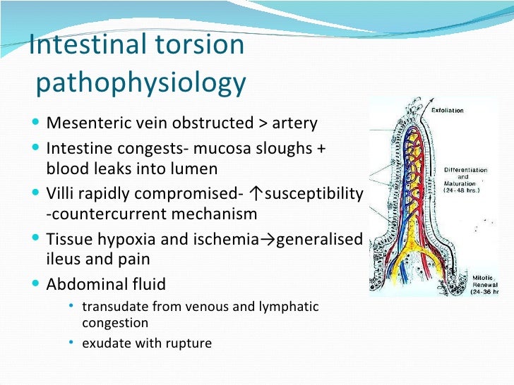 Mesenteric torsion pathology and management