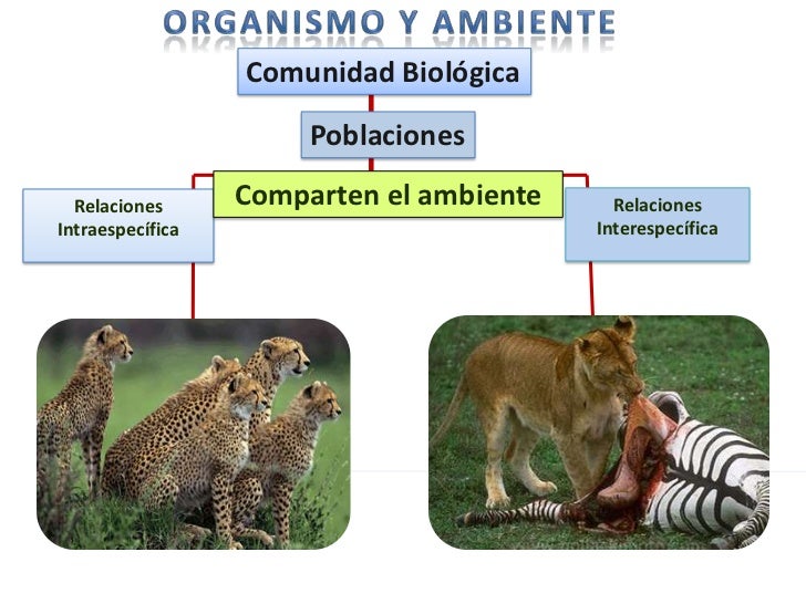 ORGANISMO Y MEDIO AMBIENTE