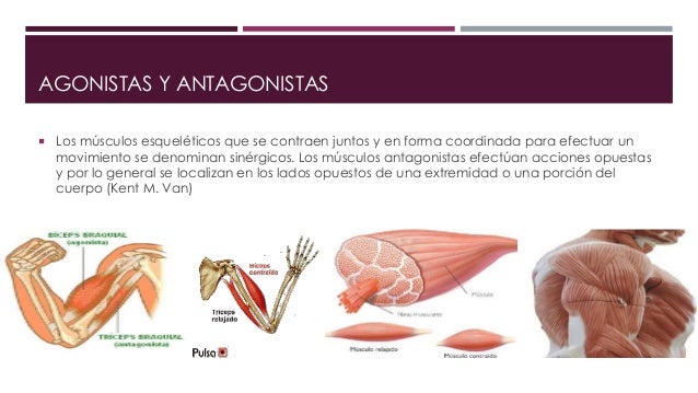 INTRODUCCIÓN A LA MIOLOGÍA