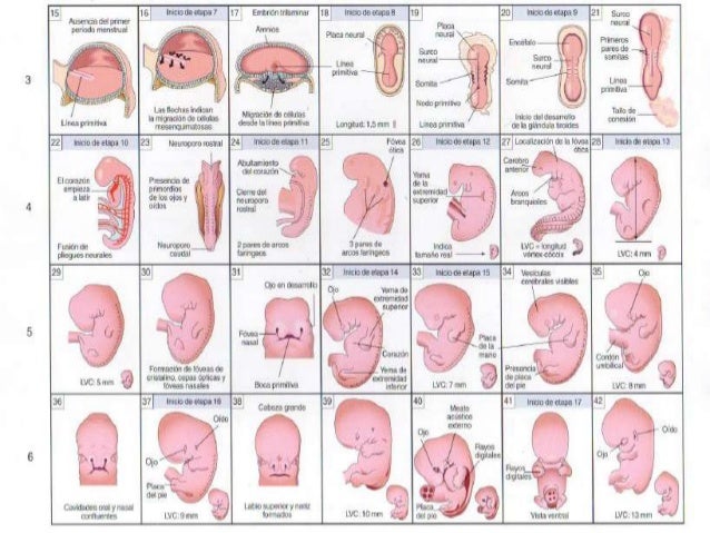Cetosis afecta al feto