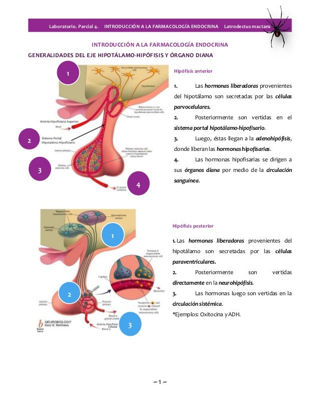 FARMACOLOGIA SISTEMA ENDOCRINO farmacologia sistema endocrino: