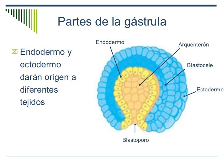 Introduccion A La Evolucion Animal