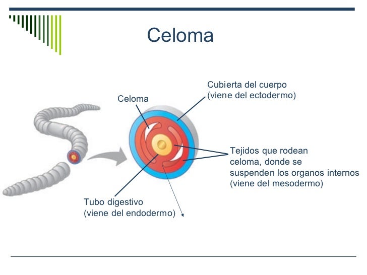 Que Es El Celoma En Los Animales