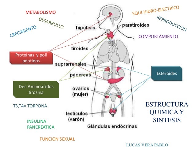 Introduccion a la endocrinologia Introduccion a la endocrinologia