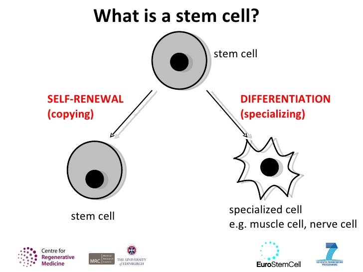 Adult Stem Cell Diagram 101