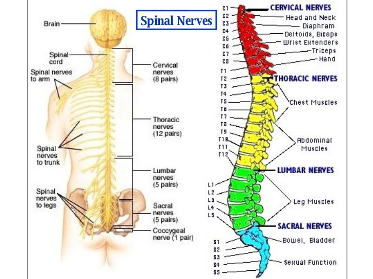Introduction to nervous system
