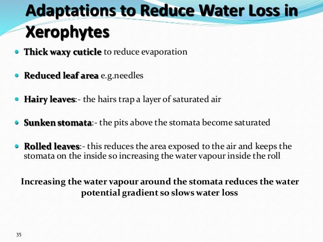 how reduce loss water xerophytes & Introduction biochemistry crop physiology to