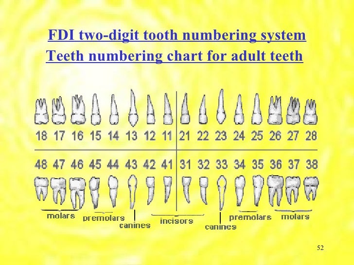 introduction to operative dentistry part2 teeth numbering