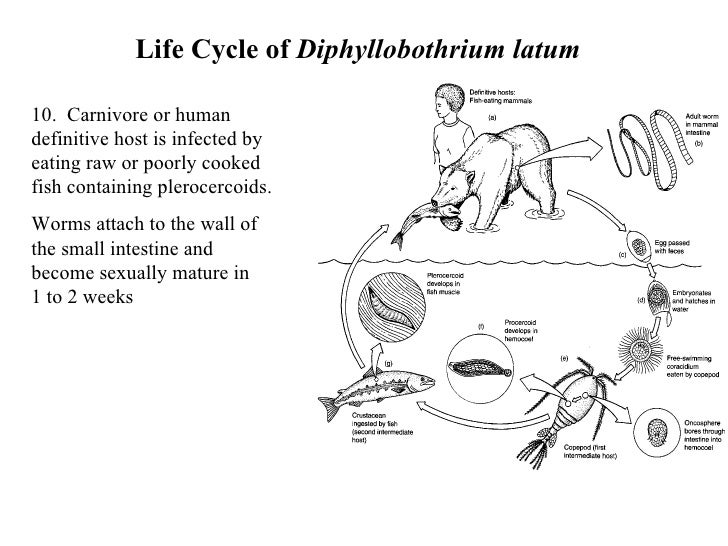 Introduction To Tapeworms