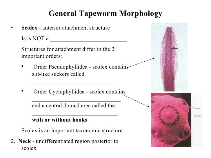 Introduction To Tapeworms