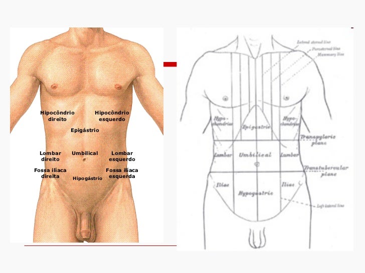Introdução a anatomia