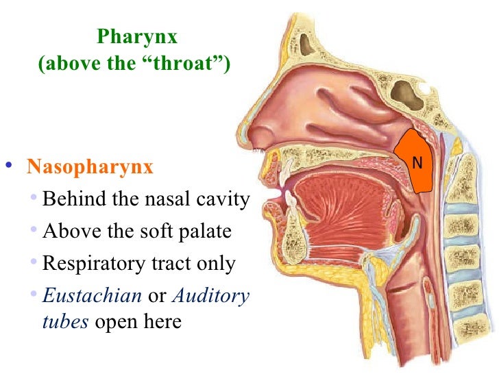 anatomy of nose and pharynx