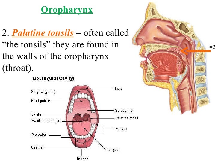 palatine tonsils