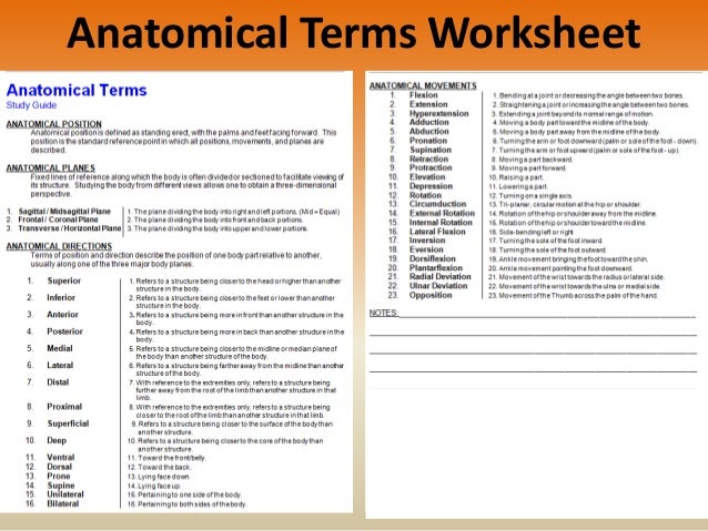 Worksheets Joints And Movement Worksheet joints and movement worksheet quiz worksheet