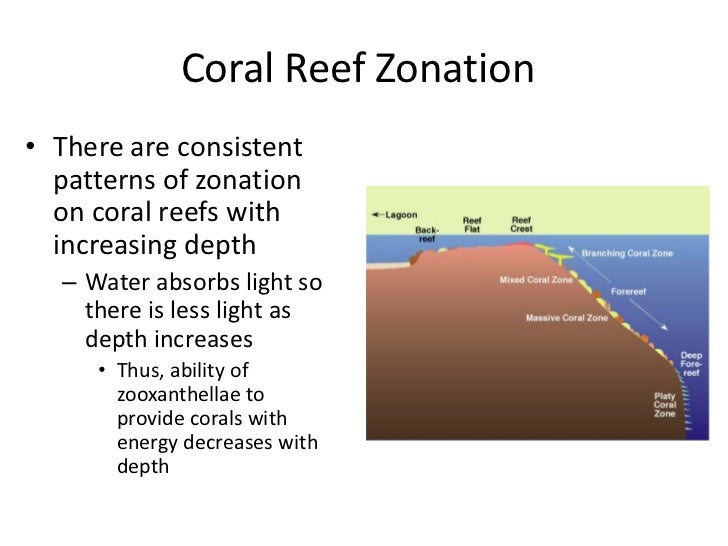 Intro to Corals