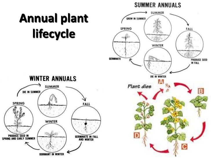 canada thistle control