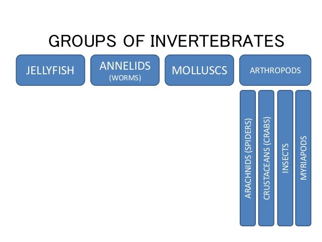 Invertebrate Group 16