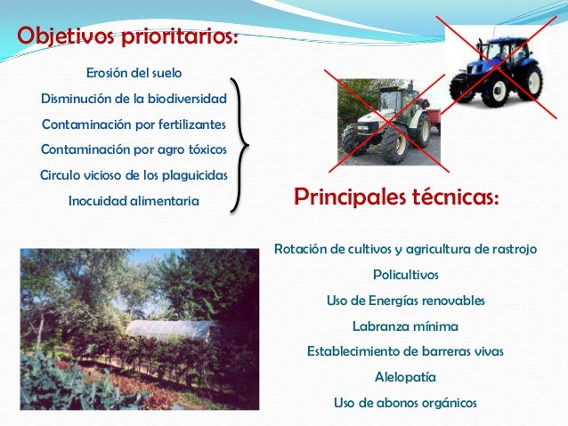 Alelopatía (para control de plagas) Caléndula (Caléndula officinalis) Repele: Nematodos Otras plagas Cilantro (Coriandrum ...