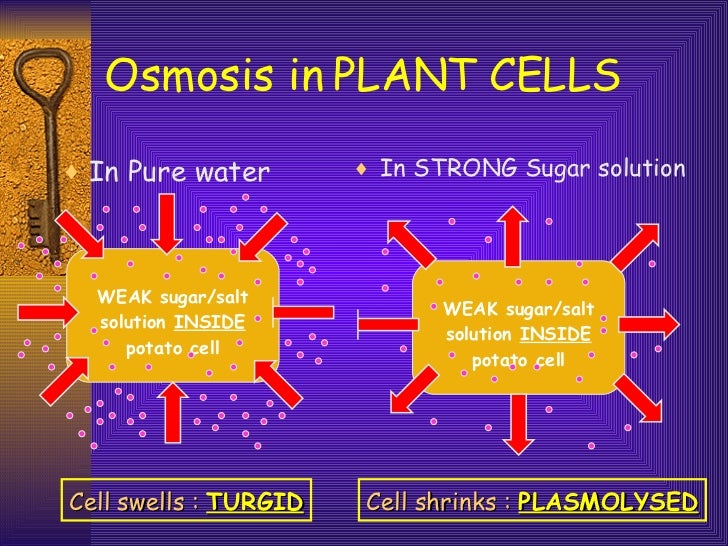 investigation into osmosis in potato cells essay investigation into osmosis in potato cells essay