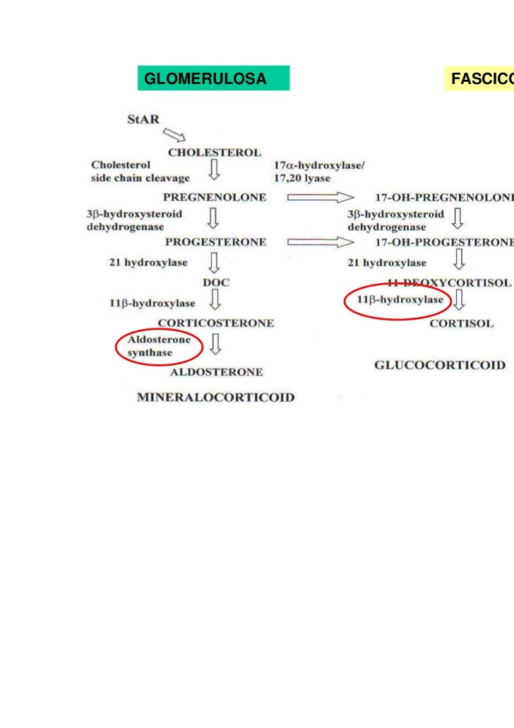I flebologichesky si concentrano in Orekhovo-Zuyevo