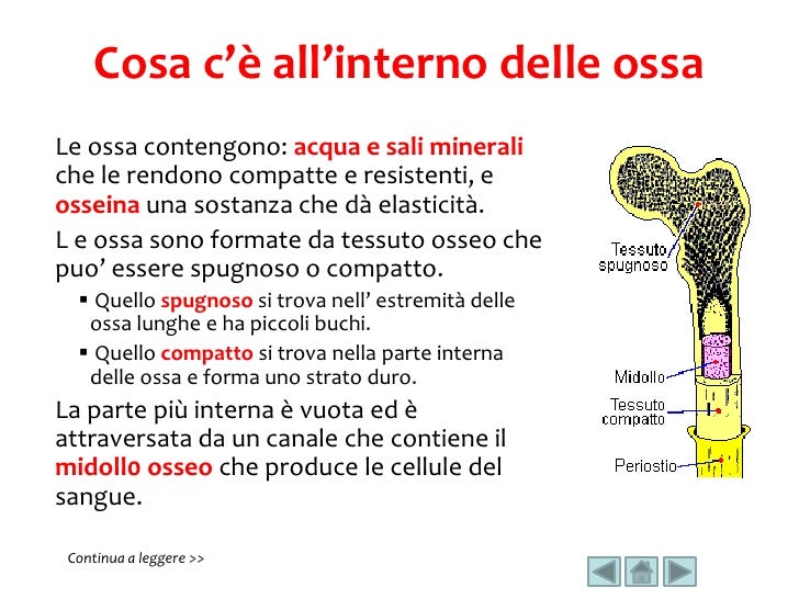 Di Cosa Sono Fatte Le Ossa