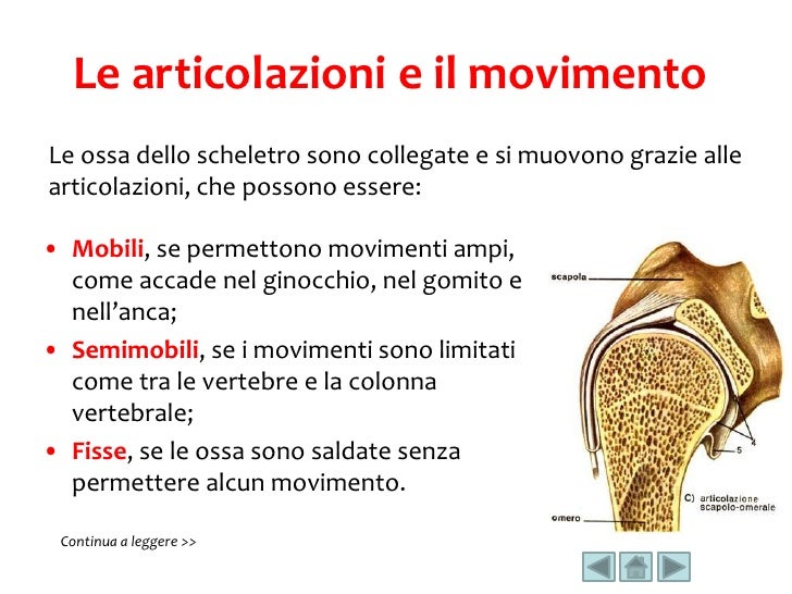 Di Cosa Sono Fatte Le Ossa Il corpo umano