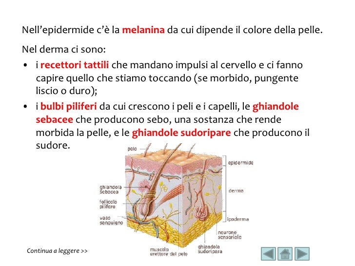 Il corpo umano
