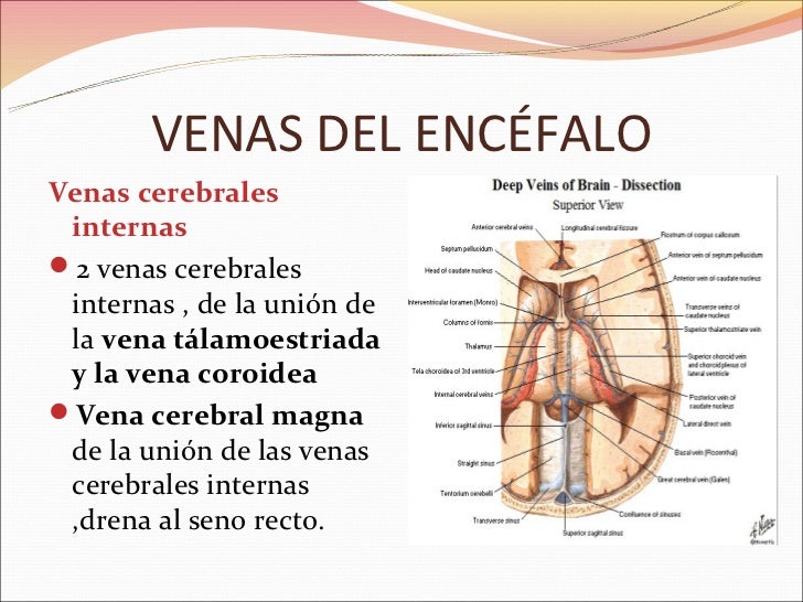 El gel para el tratamiento la várice varicosa de los pies