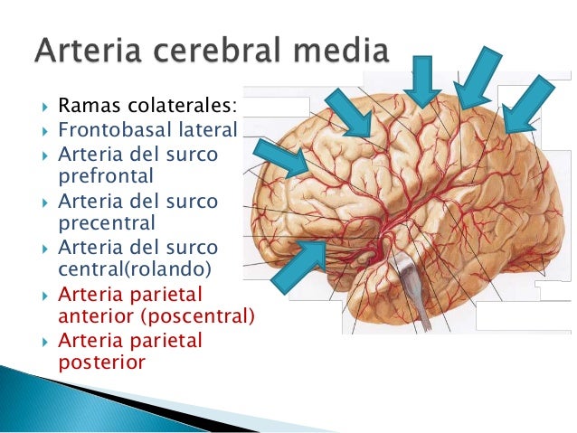 Que Arterias Irrigan El Cerebro