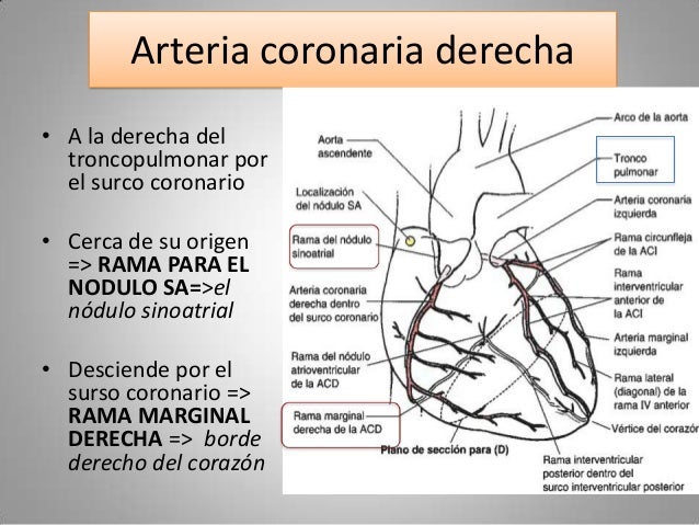Irrigacion del corazon
