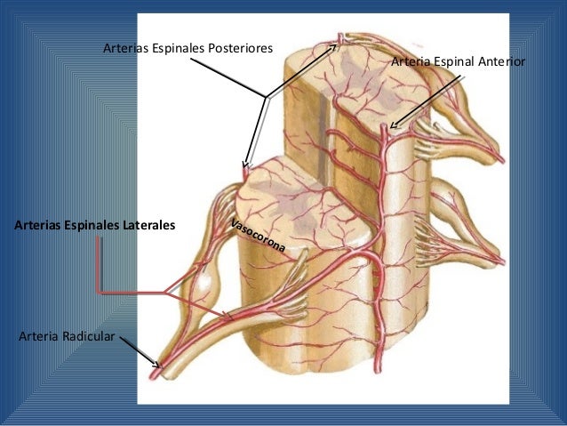 Irrigación de la médula espinal