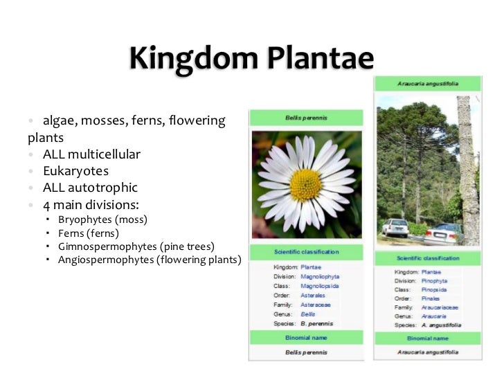 IS2 Classification PPT
