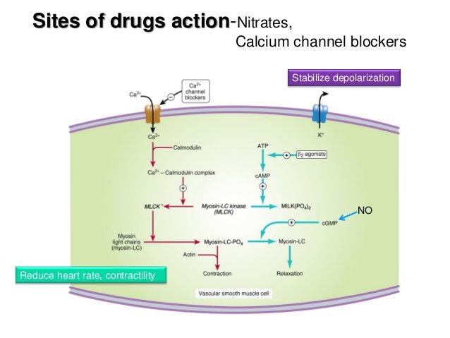 Levitra Mechanism Of Action