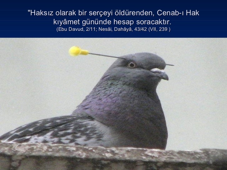 Hz. Peygamberin Çevre Korumaya Yönelik Tedbir Ve Uygulamaları