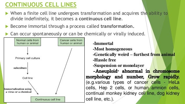 development of continuous cell line 3d cell culture has come into its own via new matrices, scaffolds, and other as a postdoc studying human brain development and what goes. development of continuous cell line 3d cell culture has come into its own via new matrices, scaffolds, and other as a postdoc studying human brain development and what goes.