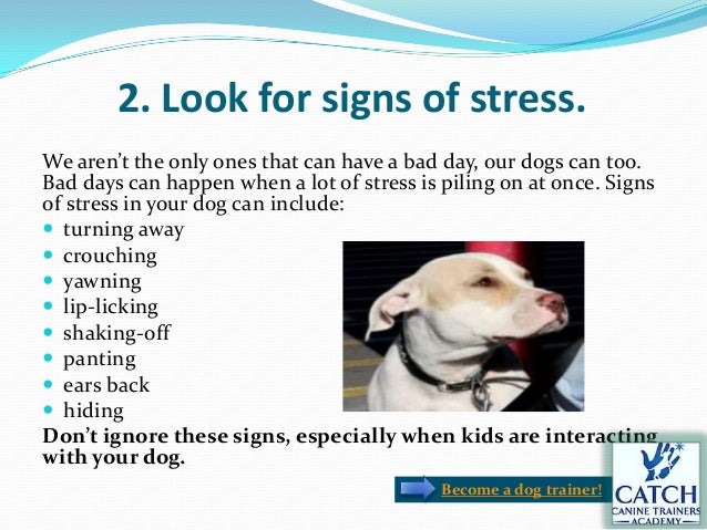 signs of stress in dogs is your with you need to be sure signs of stress in dogs is your with you need to be sure