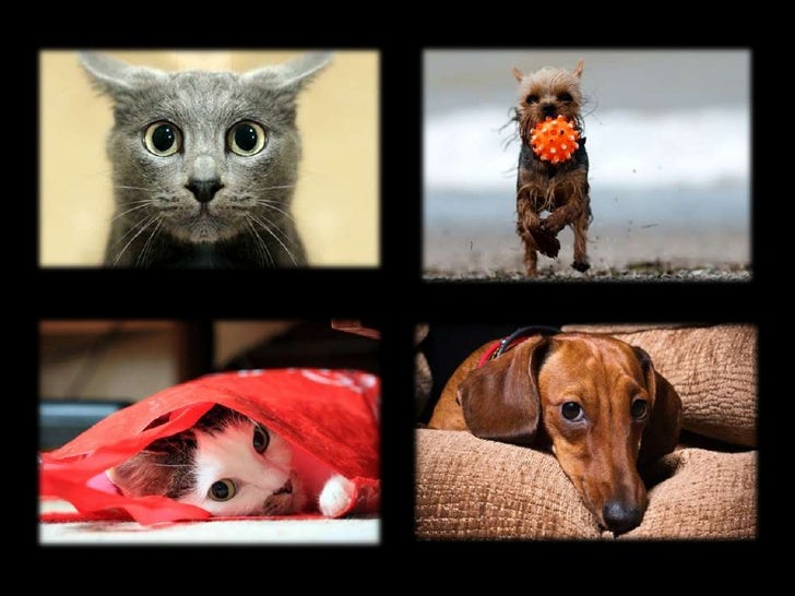 Watch 5 Tips for Teaching Your Pet Its Name video Watch 5 Tips for Teaching Your Pet Its Name video