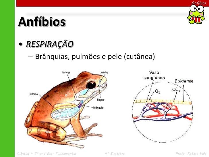 iv-2-anf-bios