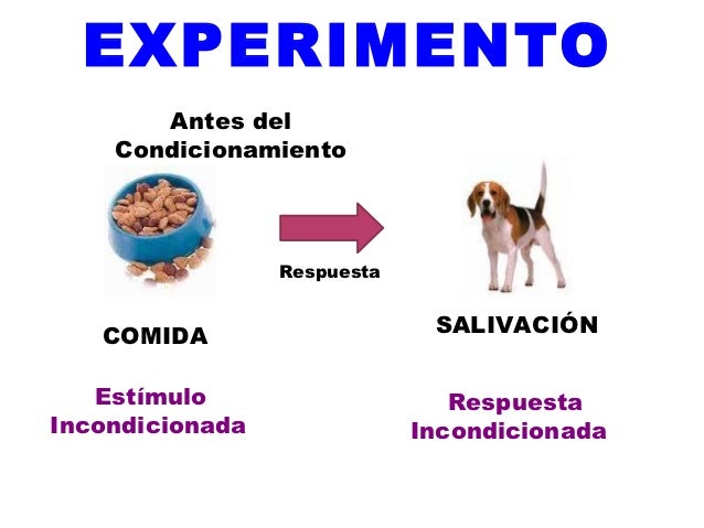 DIDACTICA: TEORÍAS DEL APRENDIZAJE: PAVLOV. EXPOSICIÓN EQUIPO 1 Ivan-pavlov-condicionamiento-clasico-ii-4-638