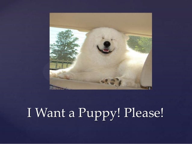 i want a puppy i want a puppy i want a puppy i want a puppy