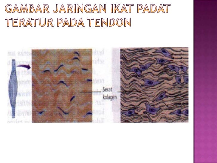 Jaringan ikat