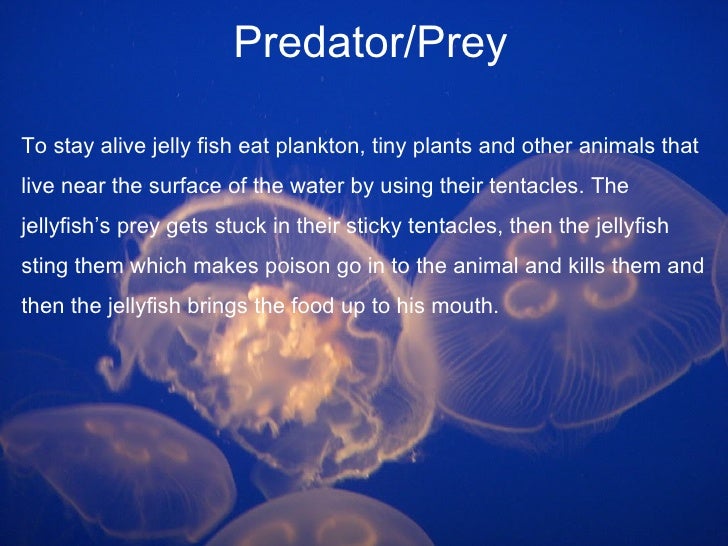 jellyfish eating plankton jellyfish eating plankton