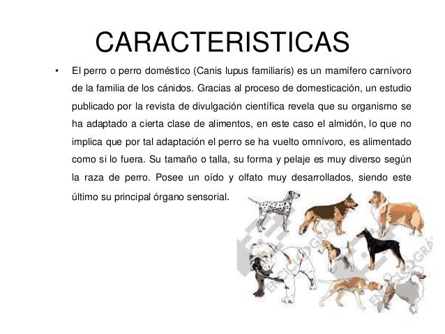 CARACTERISTICAS DE PERRO caracteristicas de perro: