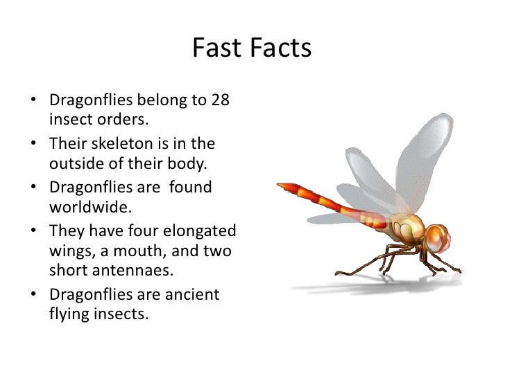 the dragonfly the dragonfly