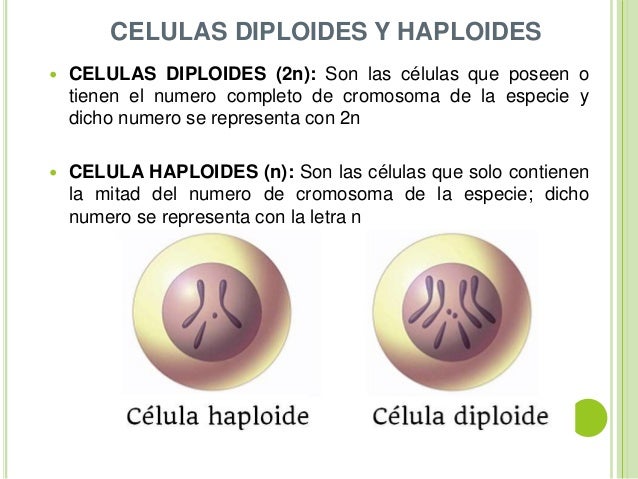 REPRODUCCIÓN EN LOS SERES VIVOS