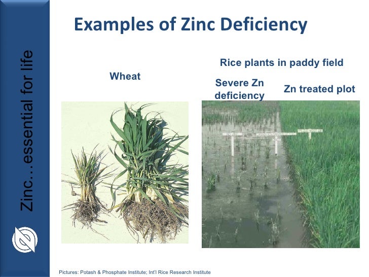 Zinc Fertilizer Program