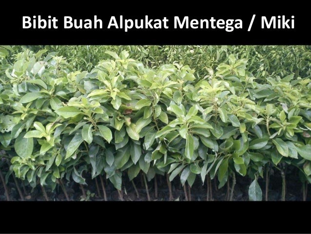 hub 0813 2872 0280 jual bibit alpukat mentega miki hub 0813 2872 0280 jual bibit alpukat mentega miki