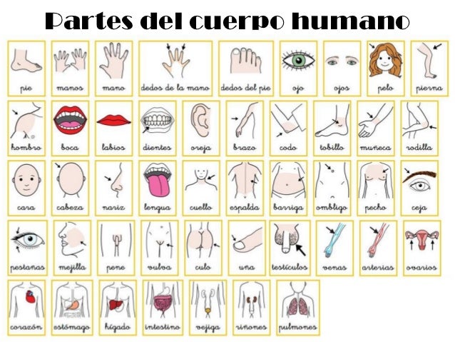 DIBUJO ILUSTRADO PARTE CUERPO HUMANO dibujo ilustrado parte cuerpo humano: