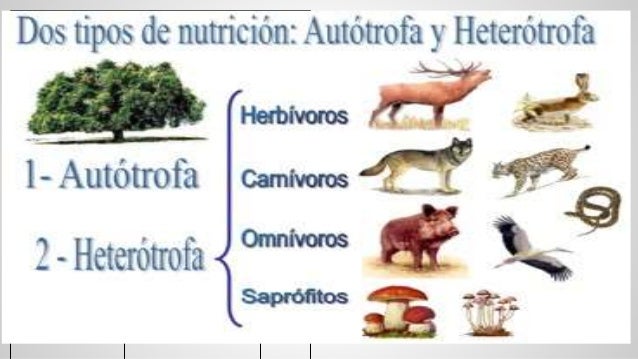 Nutrición heterótrofa
